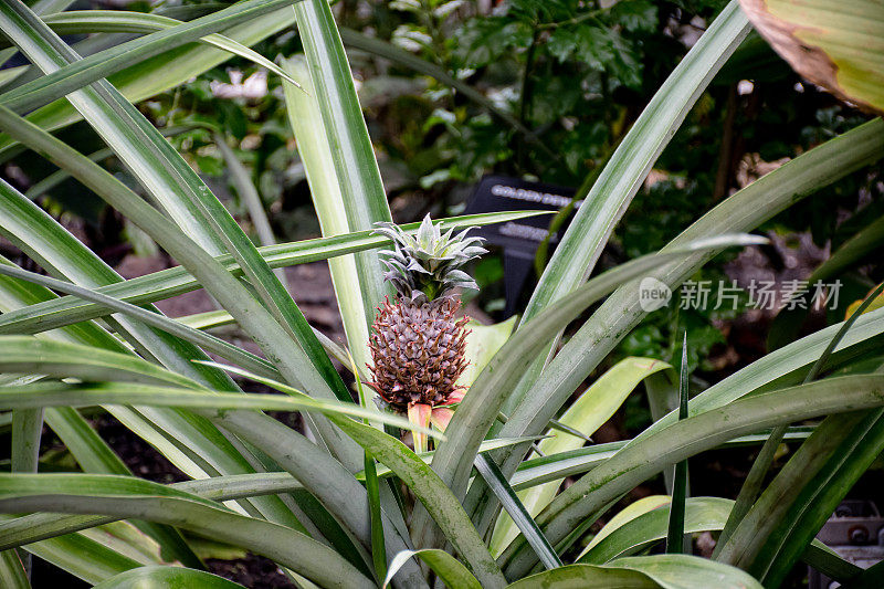 空中凤梨科植物菠萝奇迹