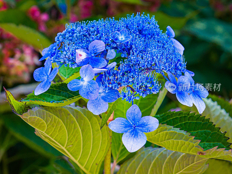 蕾丝帽绣球花靠近