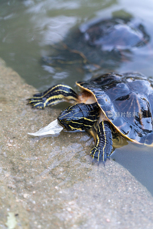 塘外淡水龟