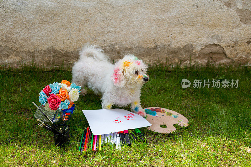 这只小狗看起来在美术课上玩得很开心，把颜料弄得一团糟。