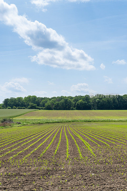 玉米幼苗是生长在农田里的植物