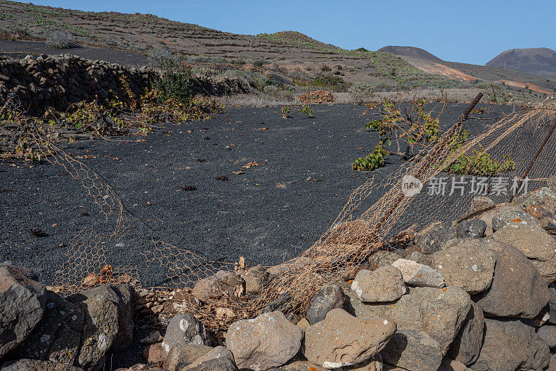 火山加那利岛兰萨罗特岛的农业