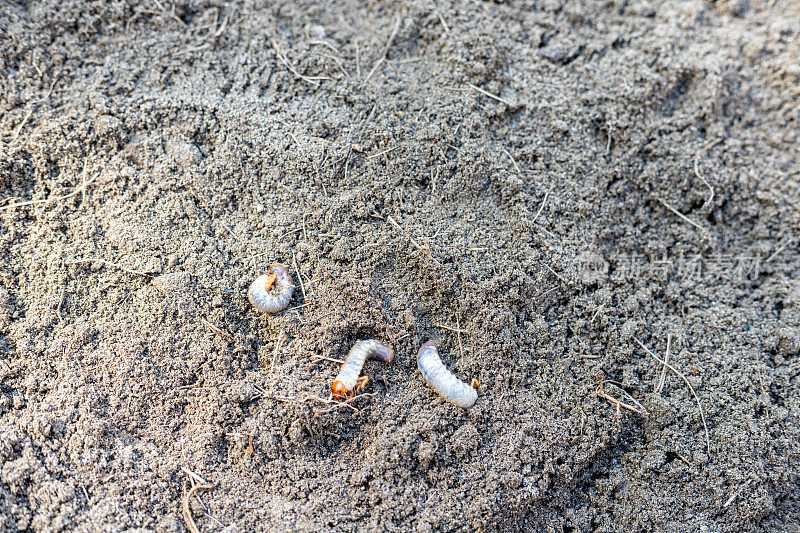 白土虫在土壤里