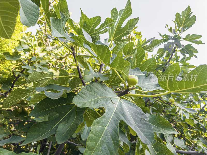 树上的绿无花果