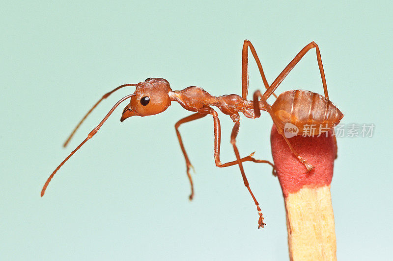 蚂蚁爬火柴-动物行为。