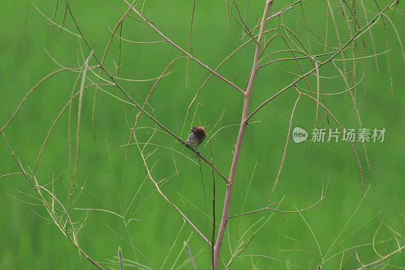 鸟儿栖息在树枝上