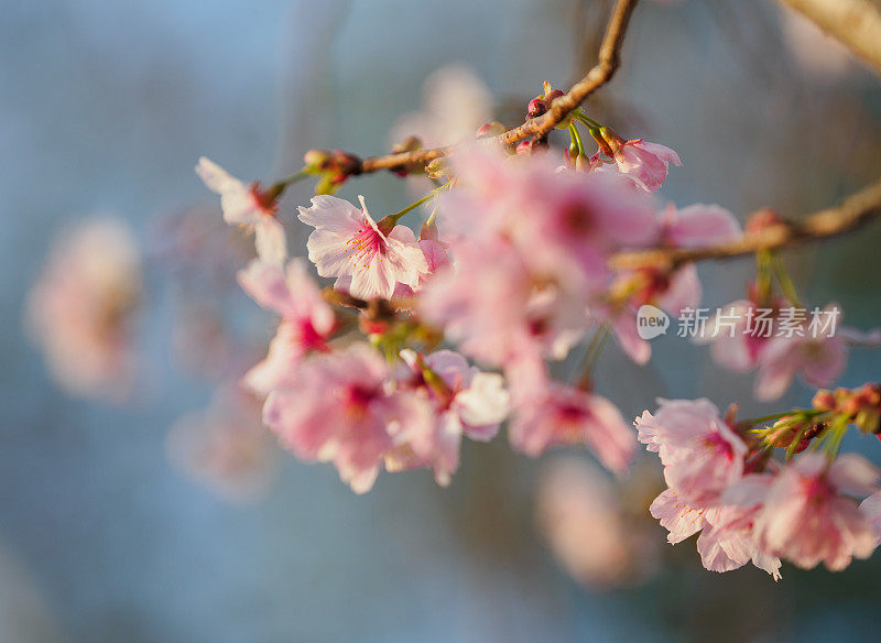 梅花在春天发芽