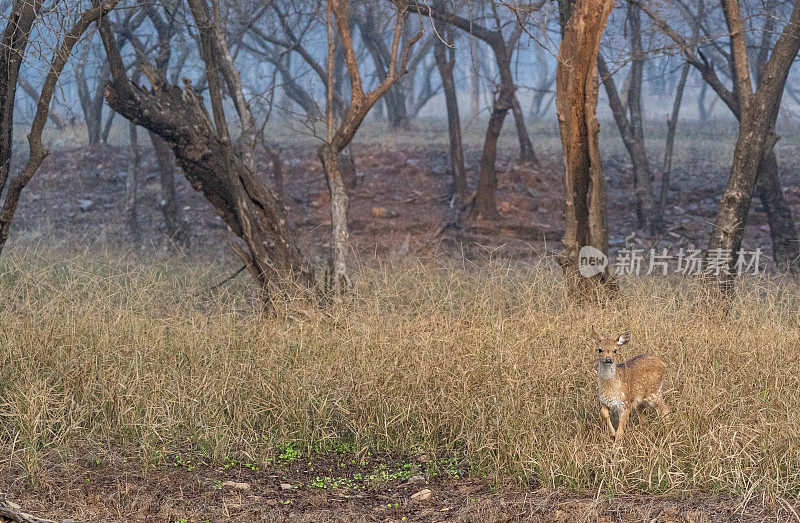 野生斑点鹿小鹿在印度拉贾斯坦邦Ranthambore国家公园