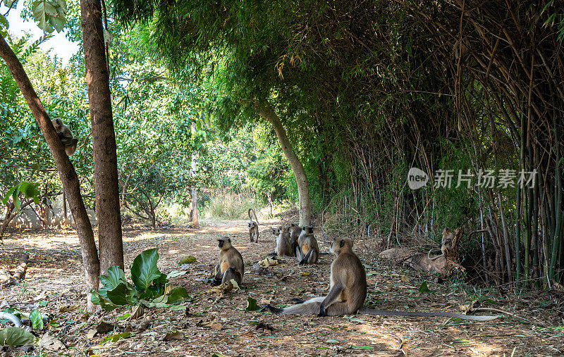 印度拉贾斯坦邦Ranthambore国家公园的野生北部平原灰叶猴群
