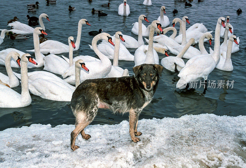 在苏霍伊河口的越冬地，一只流浪狗在天鹅的背景下