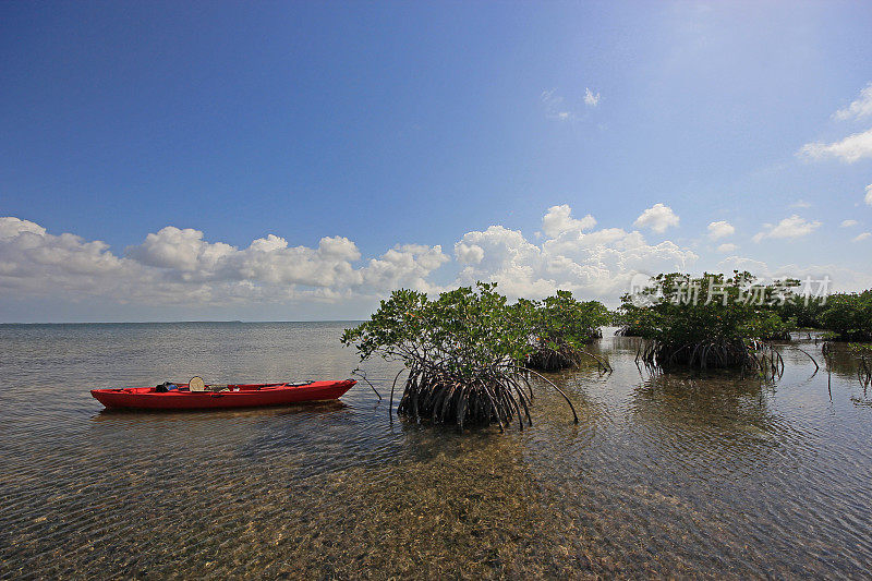 佛罗里达州比斯坎湾国家公园的海龟草潮滩上，在阳光明媚的云景下，红色皮艇被绑在红树林上。
