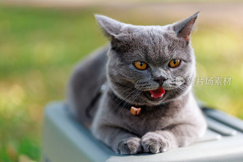 这张特写是一只可爱的好奇的猫坐在公园里的一个盒子上，凝视着远方，背景是模糊的绿色自然。