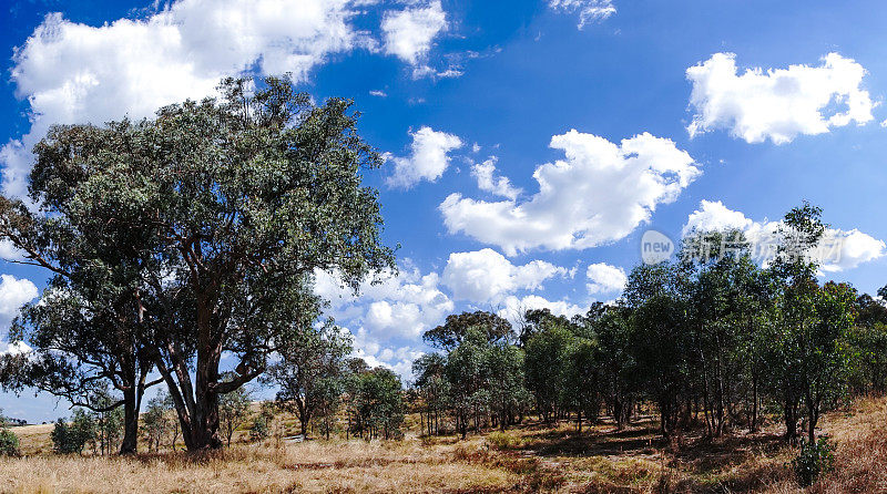 夏末，甜美的蓝天和蓬松的白云笼罩在新南威尔士州亚斯附近干燥干旱的农田上空