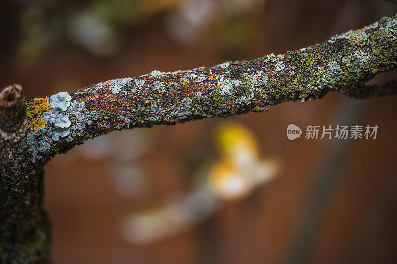 长满青苔的树枝