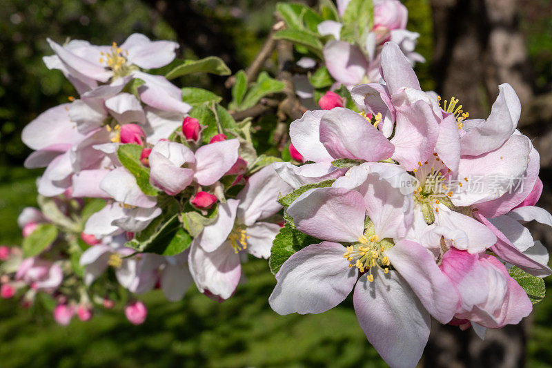 奥地利蒂罗尔的春天:苹果树枝开花的特写