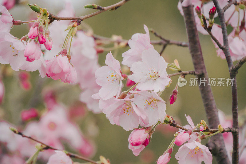 这是一张樱花枝的特写，上面开着精致的粉红色和白色的花朵。