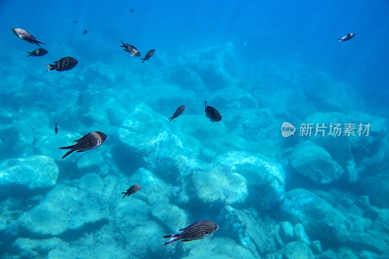 海雀鲷在蓝色的大海里游泳