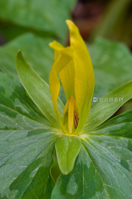 田纳西州大烟山国家公园的黄色Trillium;延龄草luteum;。黄雀花是一种春天的野花，在大烟雾山脉和周围地区有当地的种群。