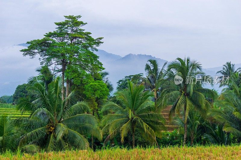 从印度尼西亚的山脉和热带森林欣赏美丽的早晨景色