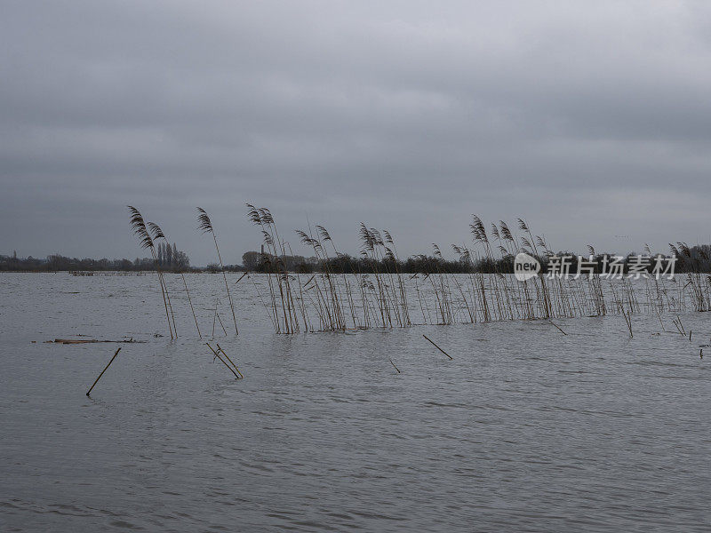 荷兰阿隆根附近被洪水淹没的平原上的芦苇浮石