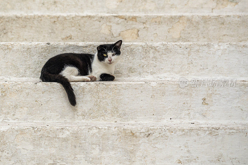 黑猫上白楼梯