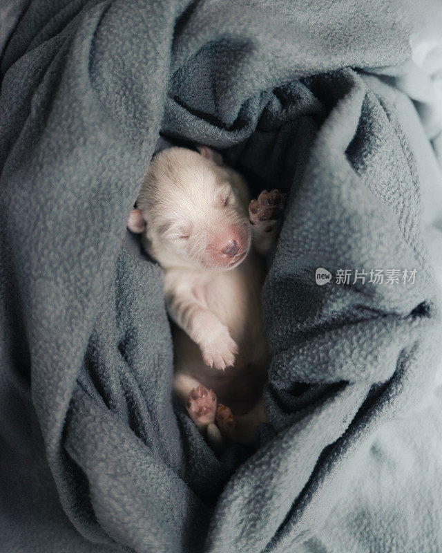 第六天新生的白色拉布拉多犬躺在毯子上