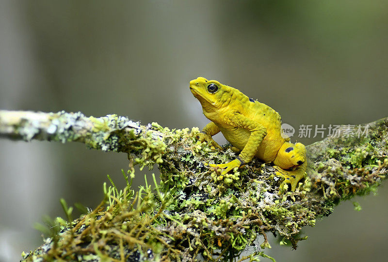 一只极度濒危的野生黄色斑尾足猴站在长满苔藓的树枝上