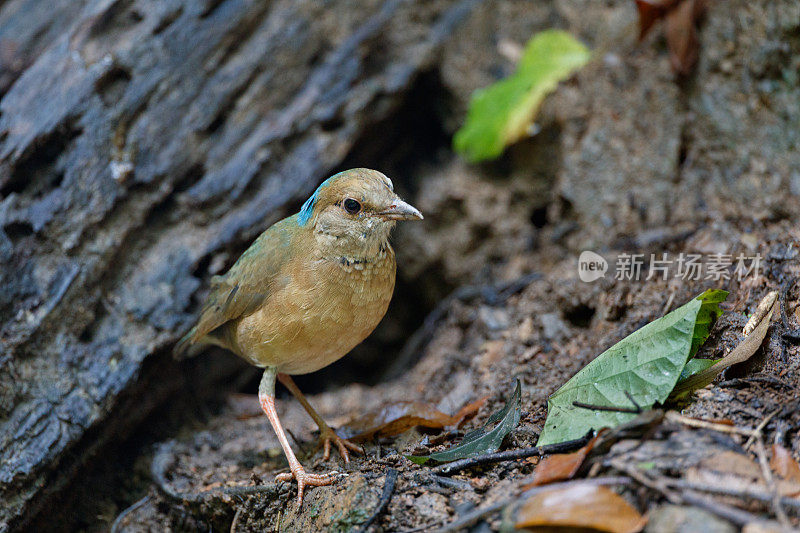 琵塔鸟:成年雄性蓝枕琵塔鸟(nipalhydrornis)。