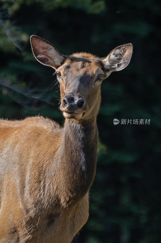 落基山麋鹿的特写，加拿大鹿