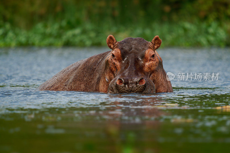 河马-两栖河马或河马是一种大型的，主要是草食性的半水生哺乳动物，原产于撒哈拉以南非洲。头从水里望出去，嘴巴张得大大的。乌干达的湖泊