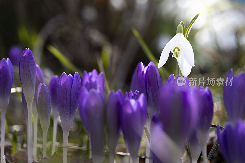 雪花莲和番红花