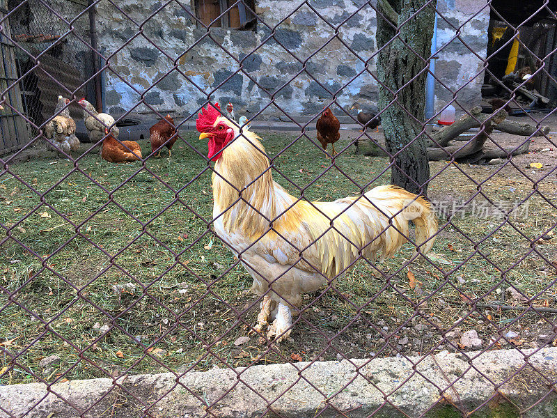 后院鸡笼里有鸡和公鸡的乡村农田