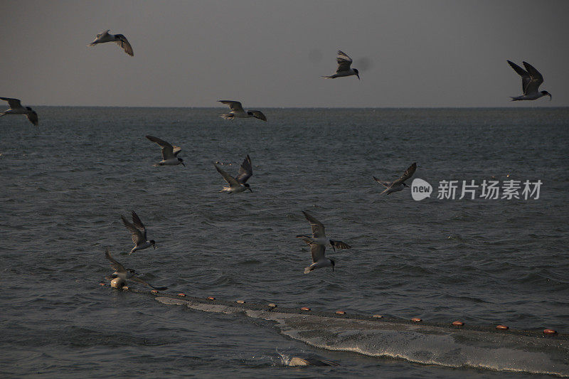 海鸥在波涛的怒吼中低飞