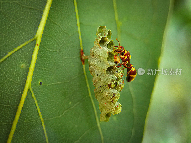 黄蜂在树叶上筑巢