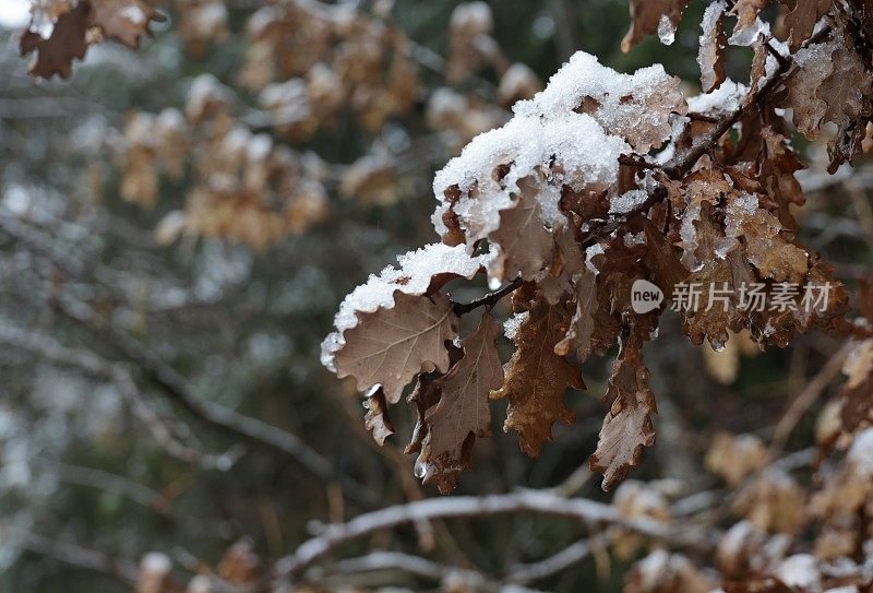 加拿大秋叶上的小雪