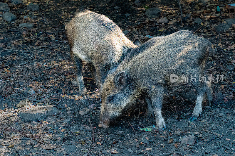迪莱克半岛森林里的野猪幼崽