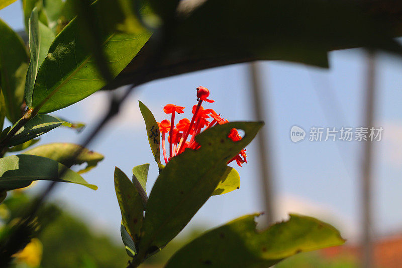 Ixora，也叫索卡花