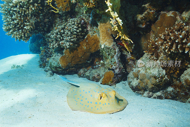 蓝点黄貂鱼水下海洋生物珊瑚礁水下照片水肺潜水员的观点