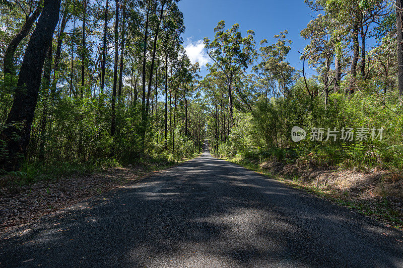 在澳大利亚东部的新南威尔士州，高大的桉树排列在道路两旁