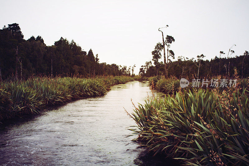 黄昏在新西兰河与本土植物景观