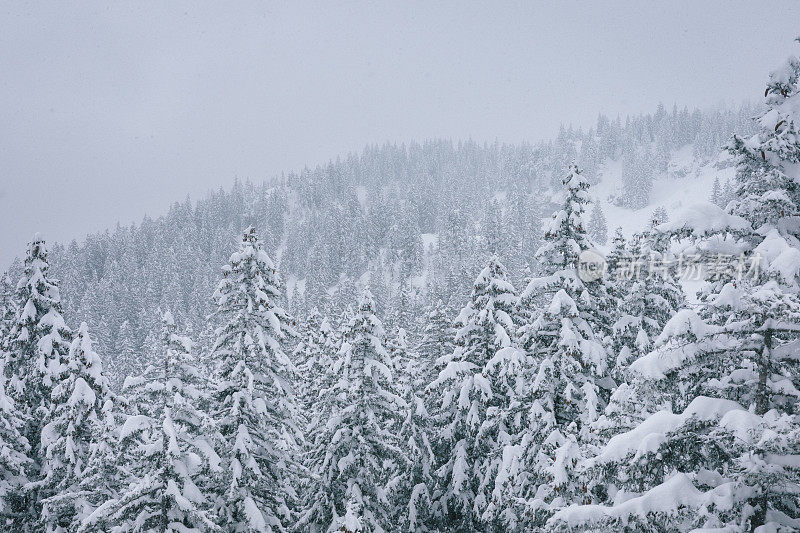 新鲜的粉雪覆盖了森林里的树