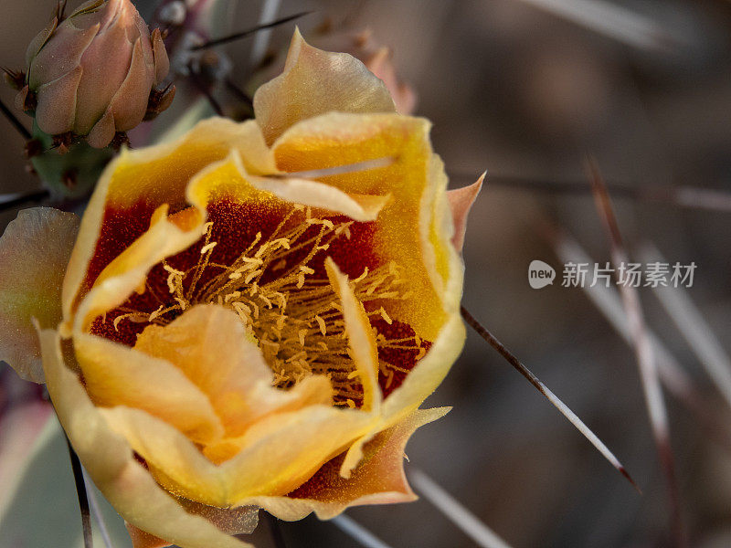 仙人掌上的黄色花朵。