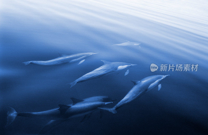 海豚游泳