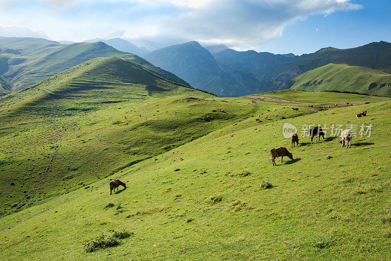 牛群在青山绿水的山坡上吃草