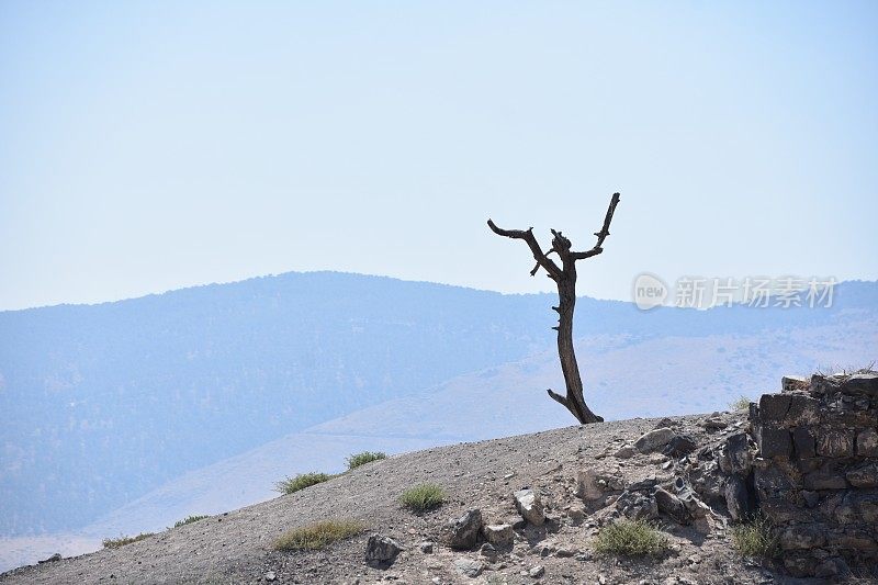 山上一棵孤独的老树