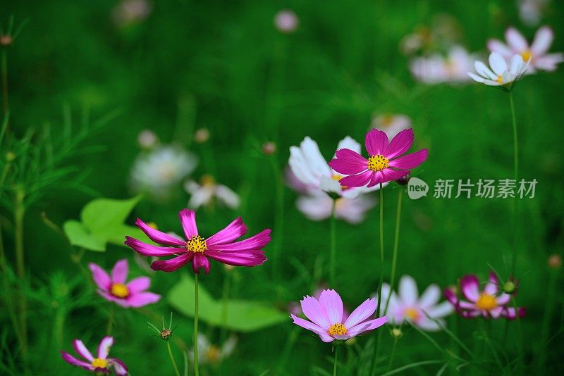 美丽格桑花06