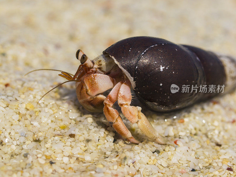 壳里的螃蟹