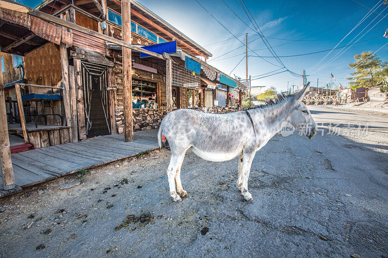 亚利桑那州奥特曼的驴子