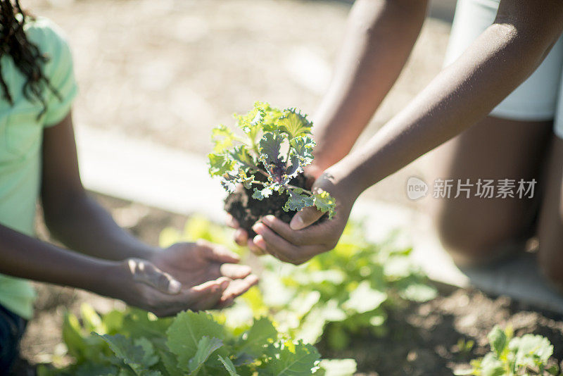 种植甘蓝在一起