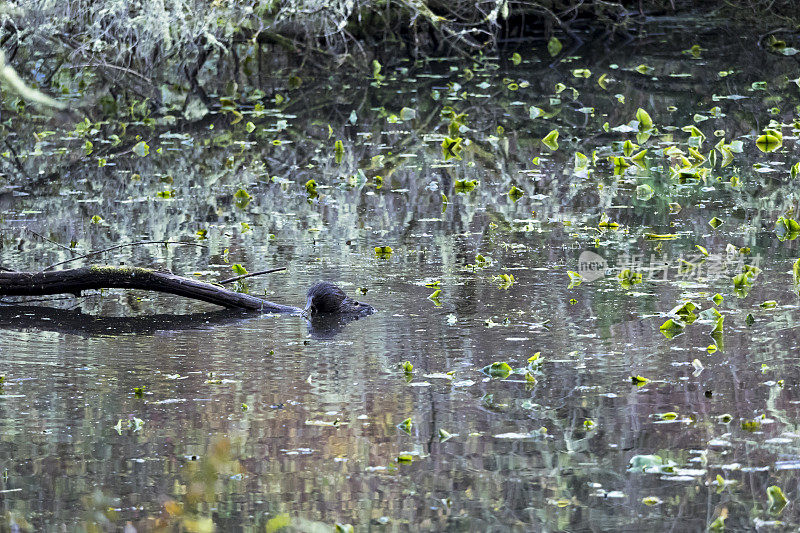 俄勒冈州水塘中的海狸鼠